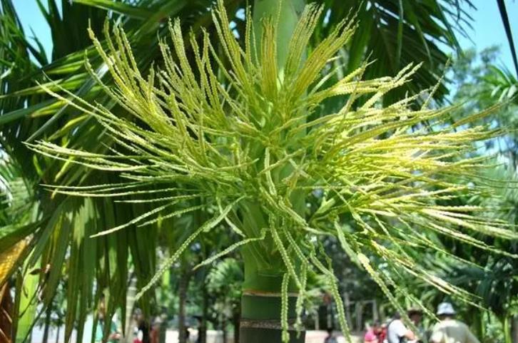 檳榔如何進行保花保果 優化管理與增產提質新策略