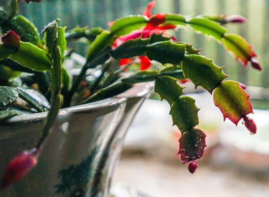 蟹爪蘭開花施什么肥 蟹爪蘭開花期間施肥指南