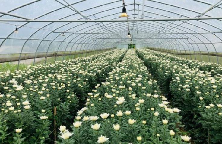 菊花用什么肥料最好 菊花肥料選擇指南