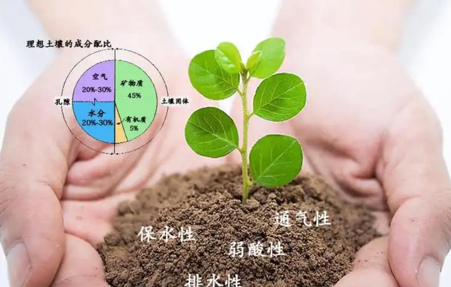 調(diào)節(jié)土壤酸堿度用什么最好 選擇最佳方法的關(guān)鍵