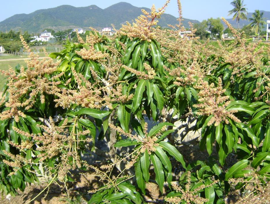芒果開(kāi)花前需要施什么肥 開(kāi)花前施肥指南