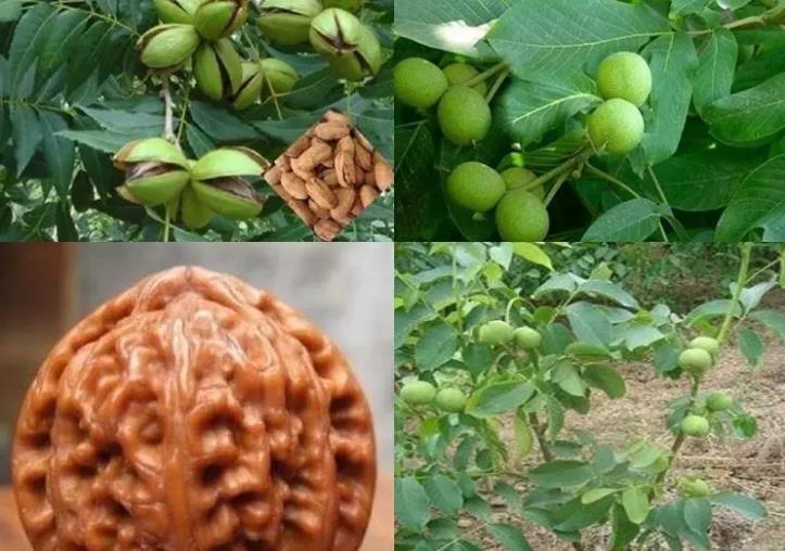 文玩核桃樹(shù)施什么肥料 文玩核桃樹(shù)施肥指南
