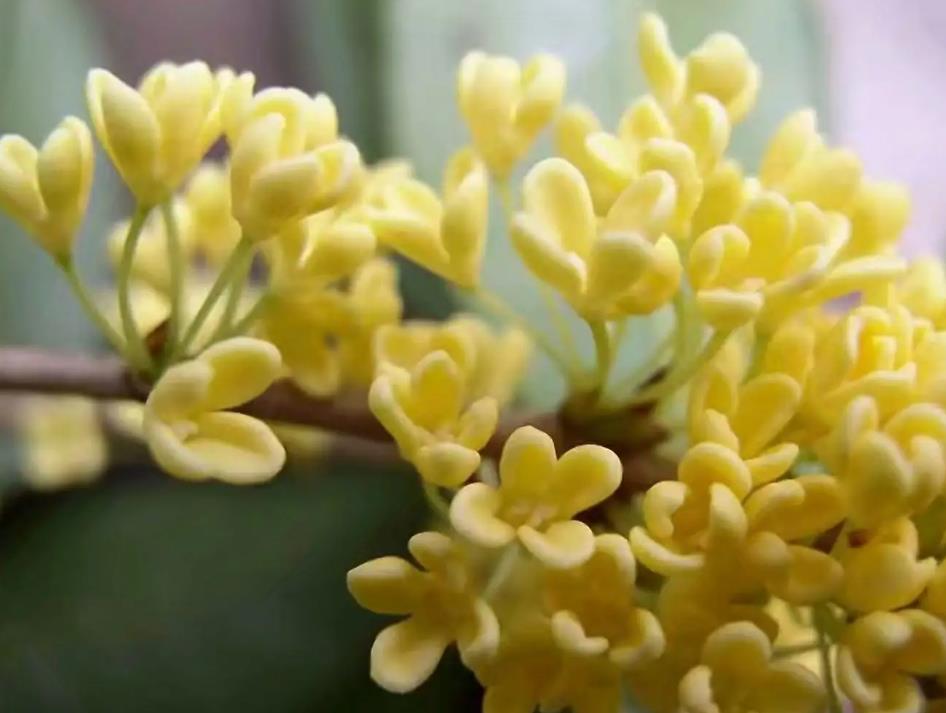 桂花樹(shù),能不能施堿性肥 桂花樹(shù)施肥指南