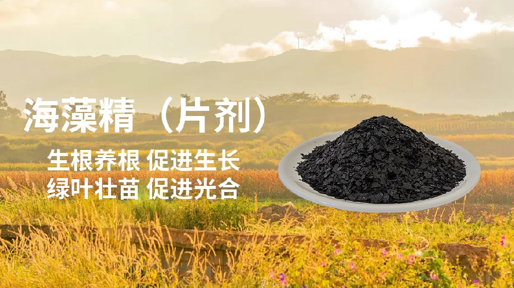 海藻精灌根多久用一次 應用頻率與注意事項