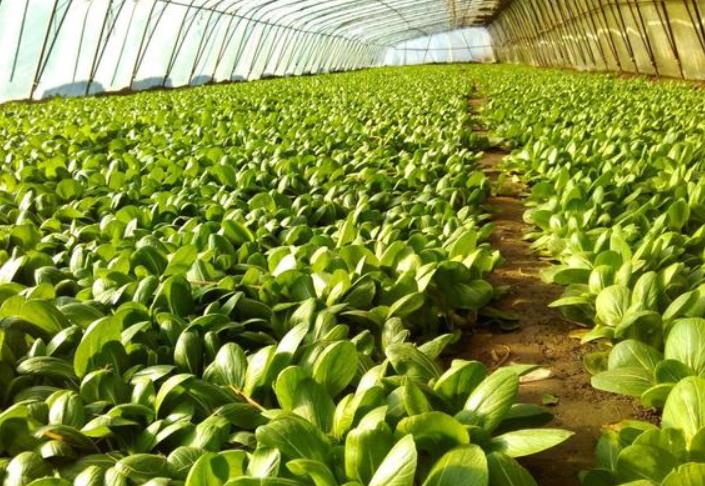 油菜澆水爛根了怎么辦 癥狀識別、處理與預防措施全解析