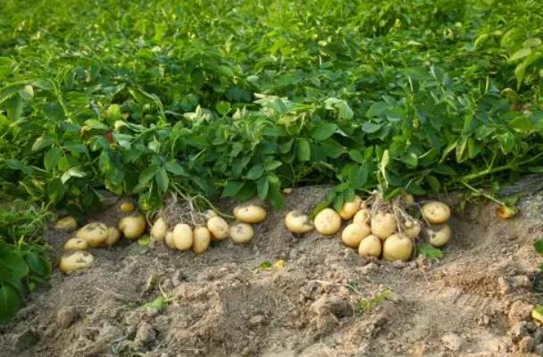 土豆怎么種植才能高產 技巧與策略全解析