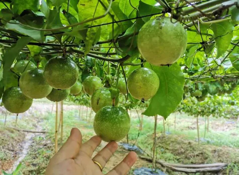 百香果開花結果期間怎樣施肥 開花結果期間施肥管理技巧