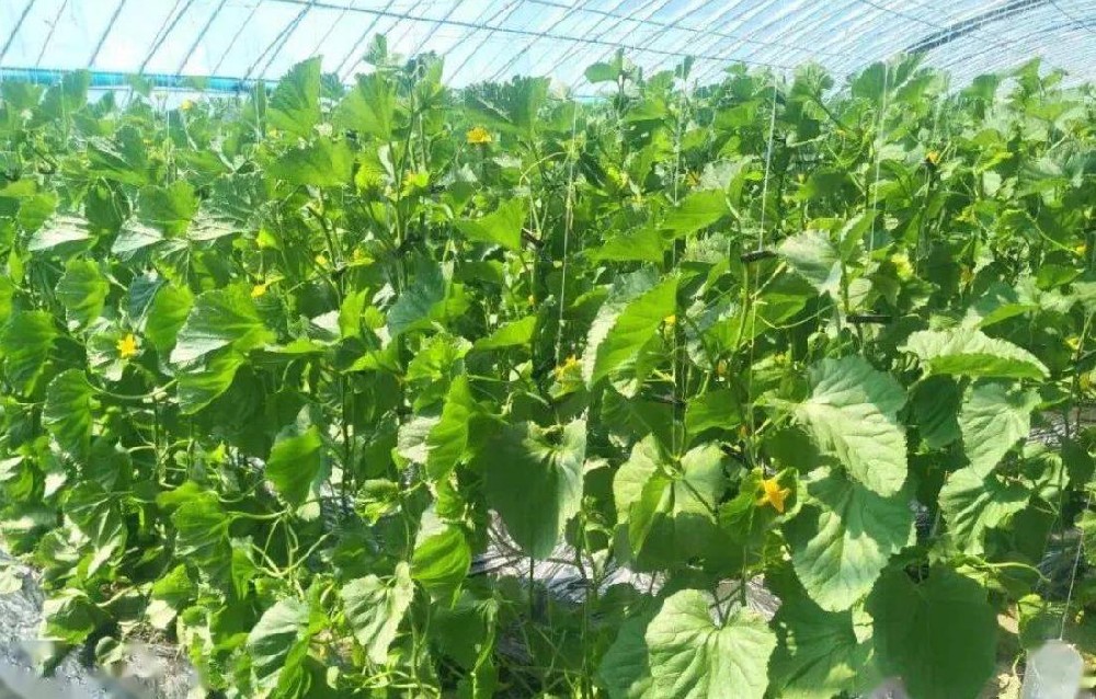 香瓜種植方法全過程 從選地到豐收的細致指南