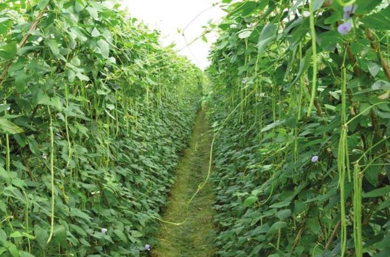 豆角爛根用什么防治 豆角爛根防治策略