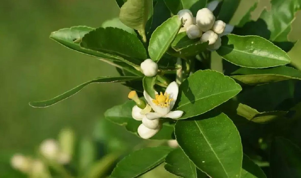 什么是柑橘花芽分化 一個決定柑橘產量的關鍵過程