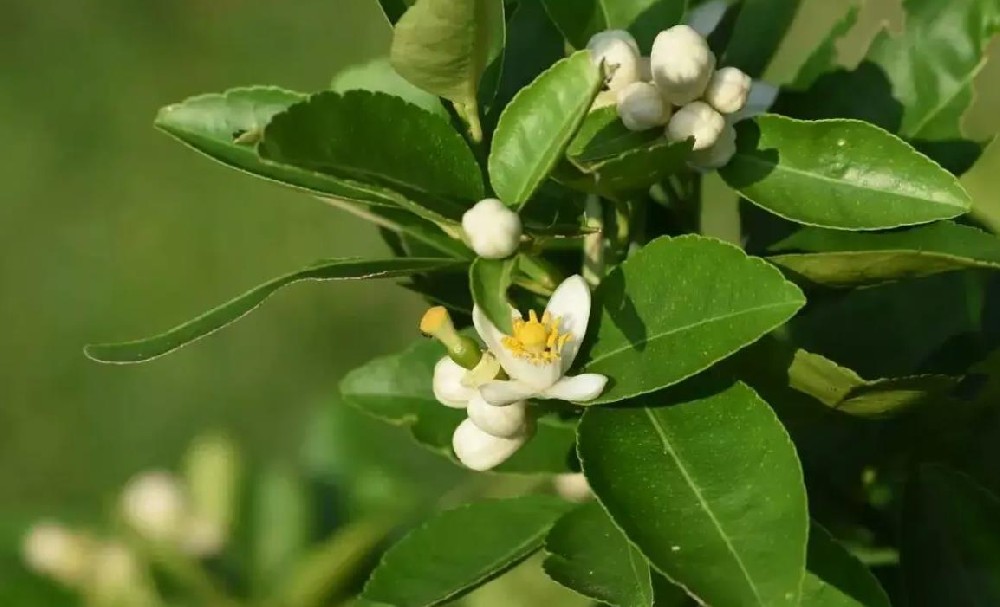 果樹花芽分化不好怎么辦 花芽分化不佳的應對之策