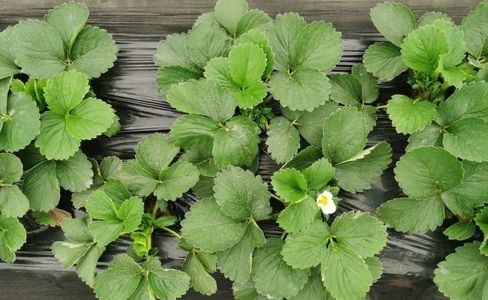草莓苗怎樣快速長新葉 草莓苗快速長新葉方法與技巧全解析