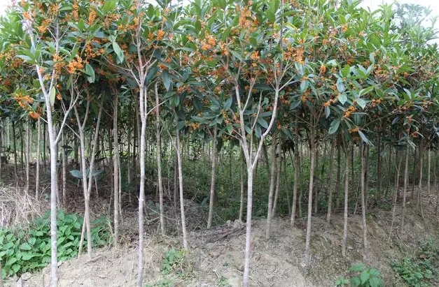 地栽桂花樹施肥用量指南及其注意事項