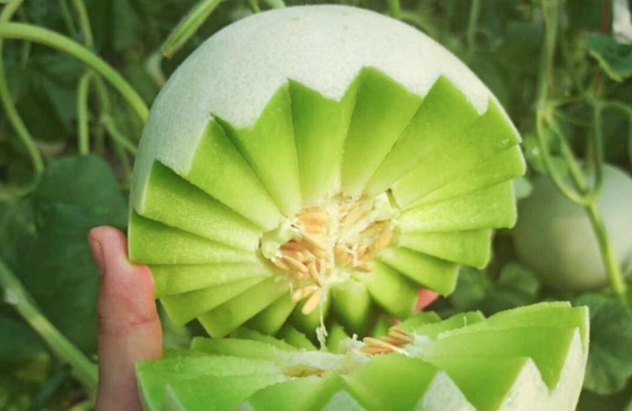 玉菇甜瓜種植管理方式有哪些 種植管理方式詳解