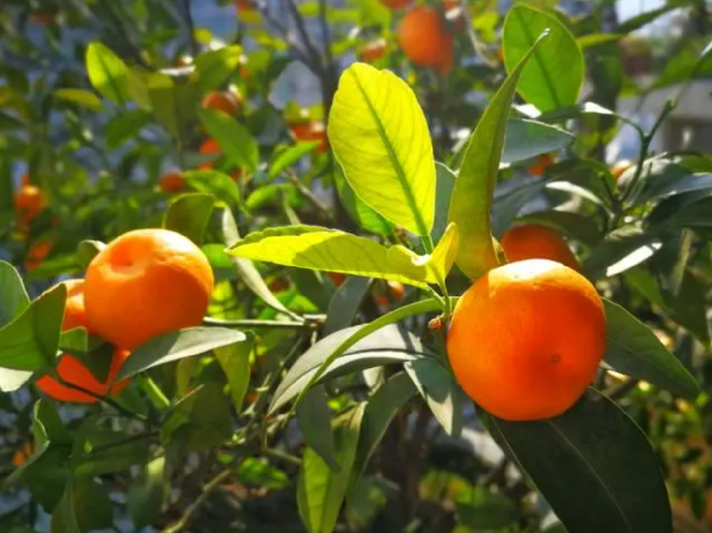 桔樹栽培與養護 從種植到豐收的全程指南