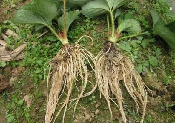 草莓生根最快方法全攻略與種植管理全指南