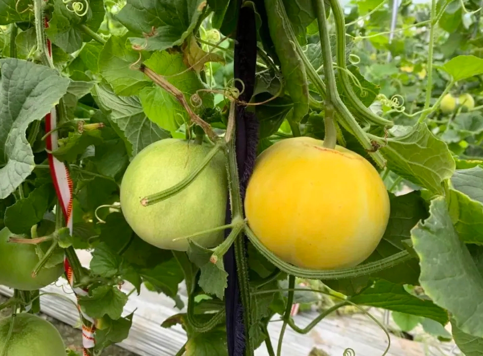 大紅冰糖脆甜瓜種植技術詳解