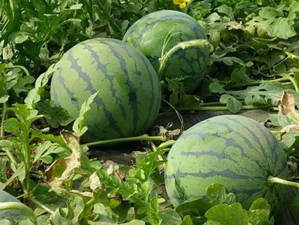 西瓜種子怎么種才能發芽 西瓜種子種植與發芽全攻略