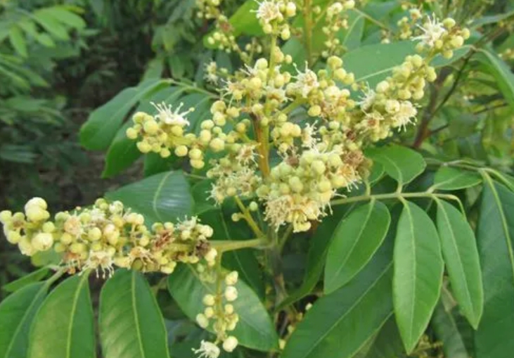 龍眼樹怎樣保花保果 龍眼樹保花保果技術(shù)指南