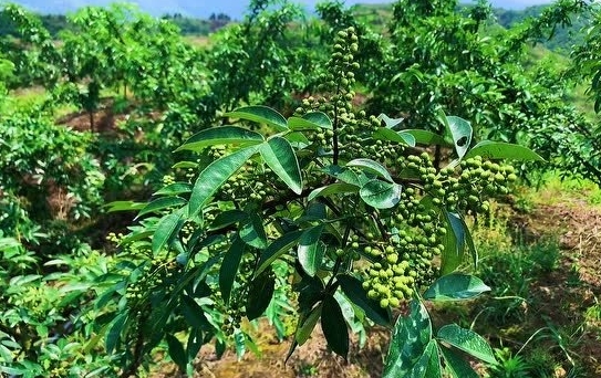 花椒適合用什么肥料 花椒種植中的肥料選擇與應(yīng)用