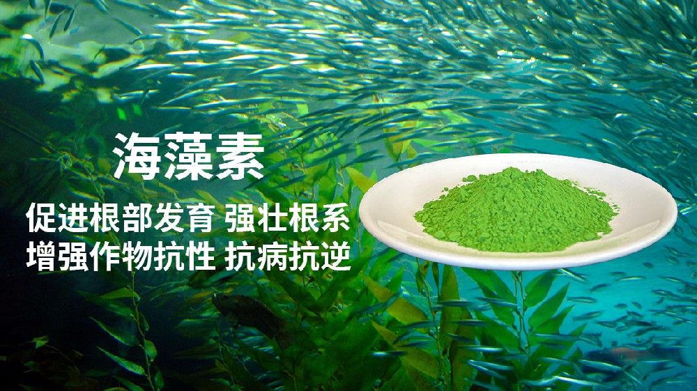海藻酸對瓜菜的多重功效與作用
