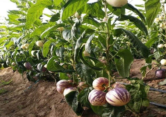 人參果喜什么肥 人參果的肥料喜好與施肥管理