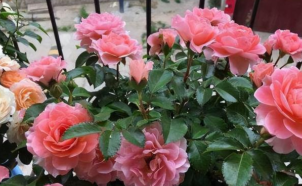 養花不開花缺什么肥? 探尋肥料之秘