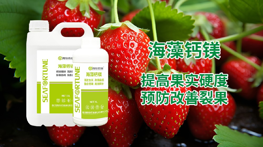 草莓開花結果期間如何澆水施肥 澆水施肥技巧分享
