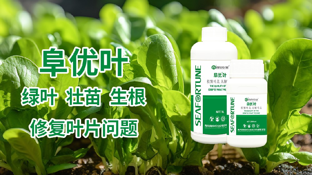 如何讓草莓葉片又綠又厚 打造健康綠厚草莓葉片的七大關鍵步驟