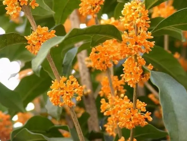 桂花樹什么季節施什個肥料最好 桂花樹施肥的最佳時機與肥料選擇