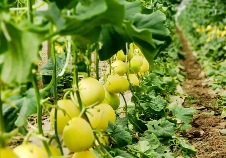溫室甜瓜高效種植技術與管理要點分析與總結