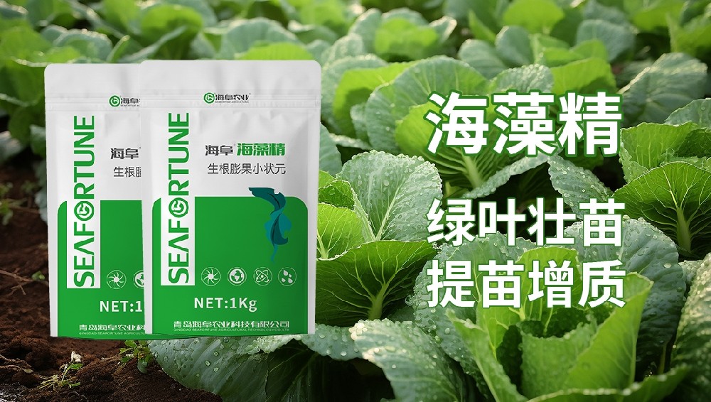海藻精是不是激素藥 全功能海藻肥的真相