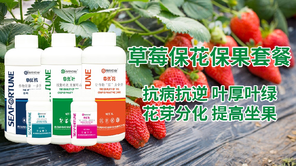 草莓怎么種才能又大又甜 草莓高產(chǎn)種植經(jīng)驗分享