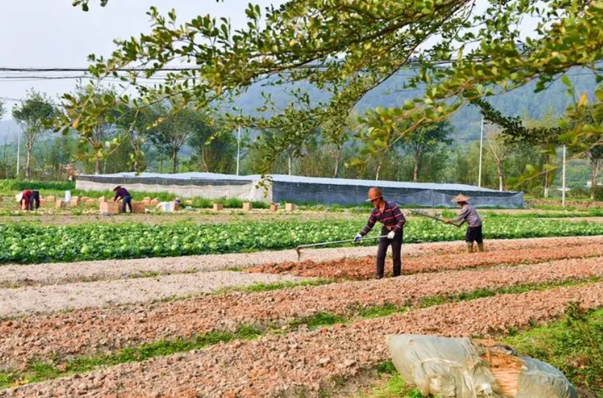 福建的土壤適合種什么 土壤與適宜種植作物的多樣性探索