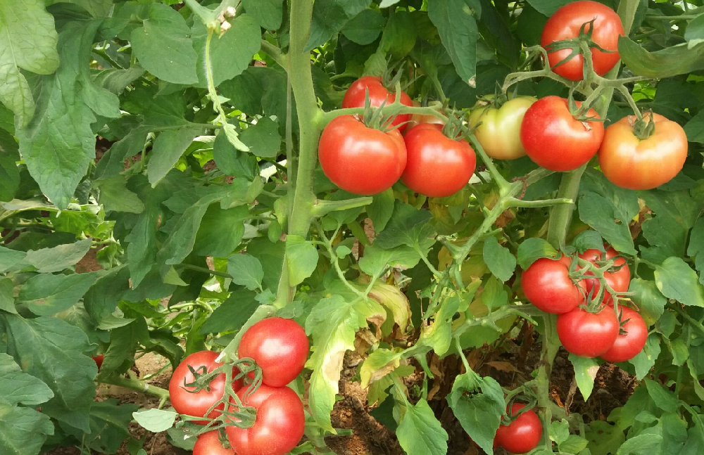 西紅柿如何施肥最好 科學施肥指南
