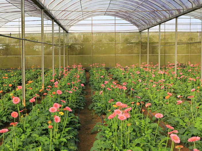 只長葉子不開花缺什么肥料 磷肥缺失是關(guān)鍵