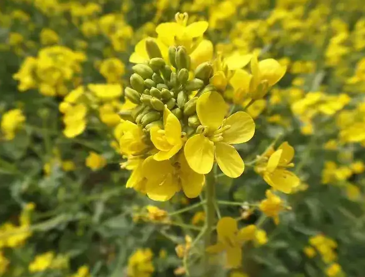 油菜開花的時候可以施肥嗎及油菜施肥策略