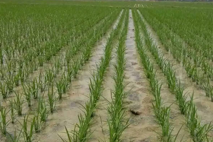 關于改善農(nóng)業(yè)水稻田土壤板結問題的提案
