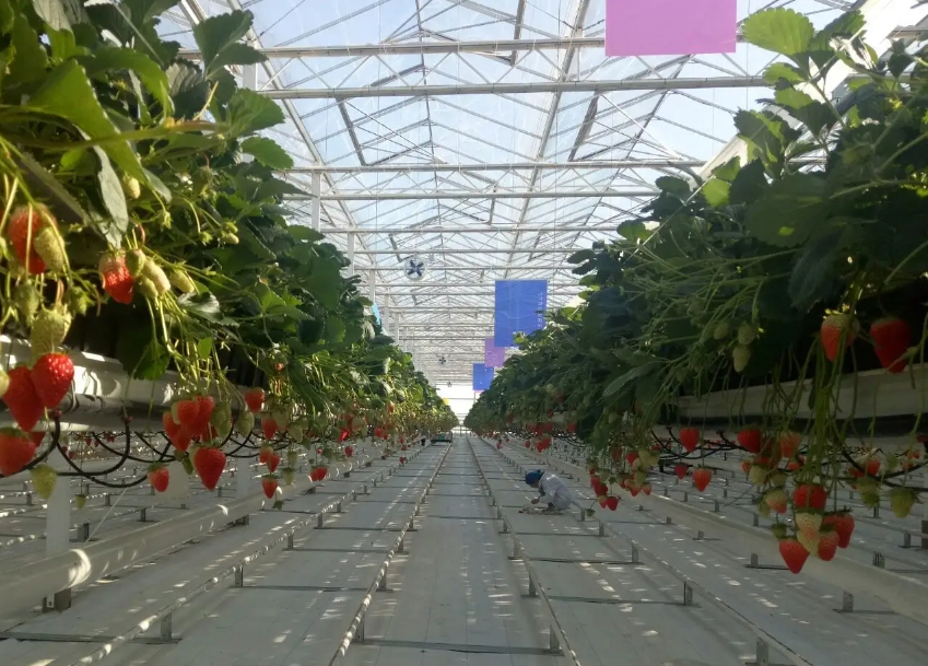 草莓立體種植技術 創新引領高效農業新風尚