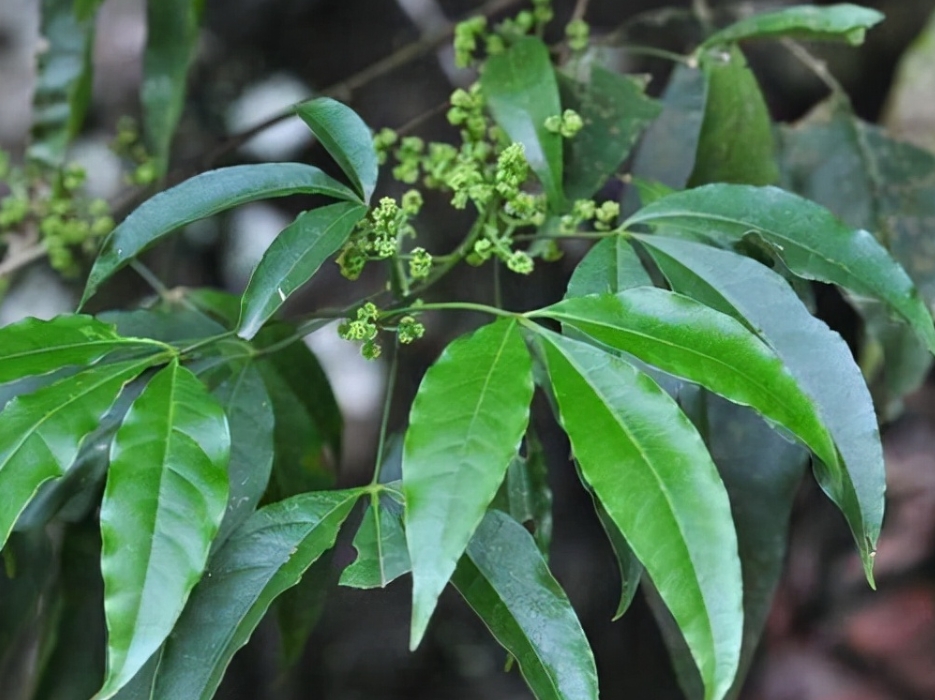 種三叉苦放什么肥料 種植與肥料管理