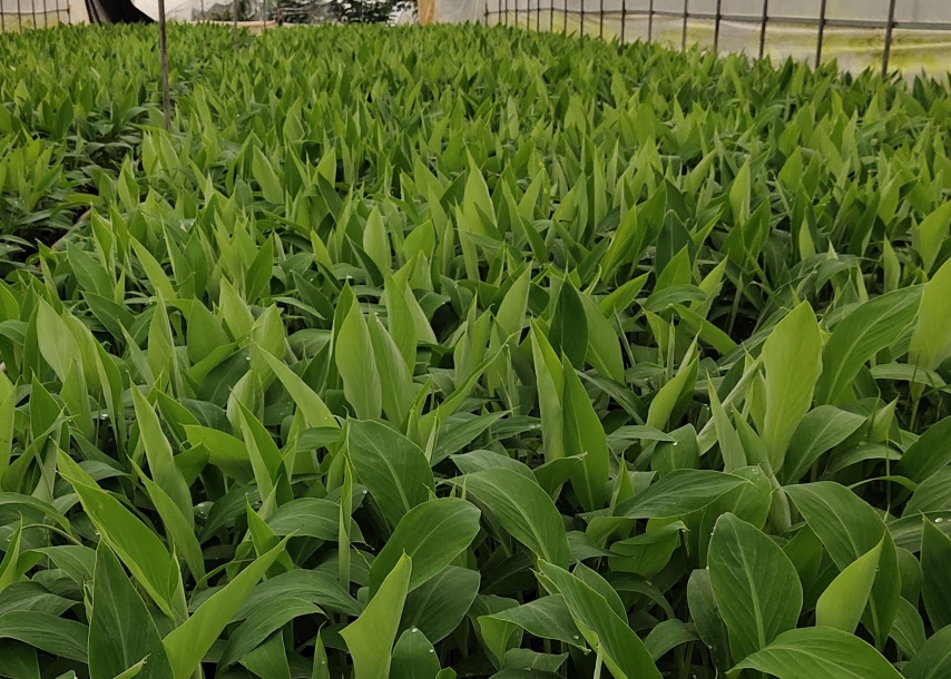 香蕉種植時間與種植方法全解析