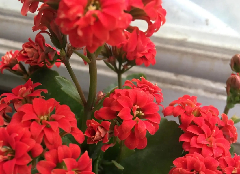 長(zhǎng)壽花有花苞時(shí)可以施肥嗎 施肥方法與注意事項(xiàng)總結(jié)