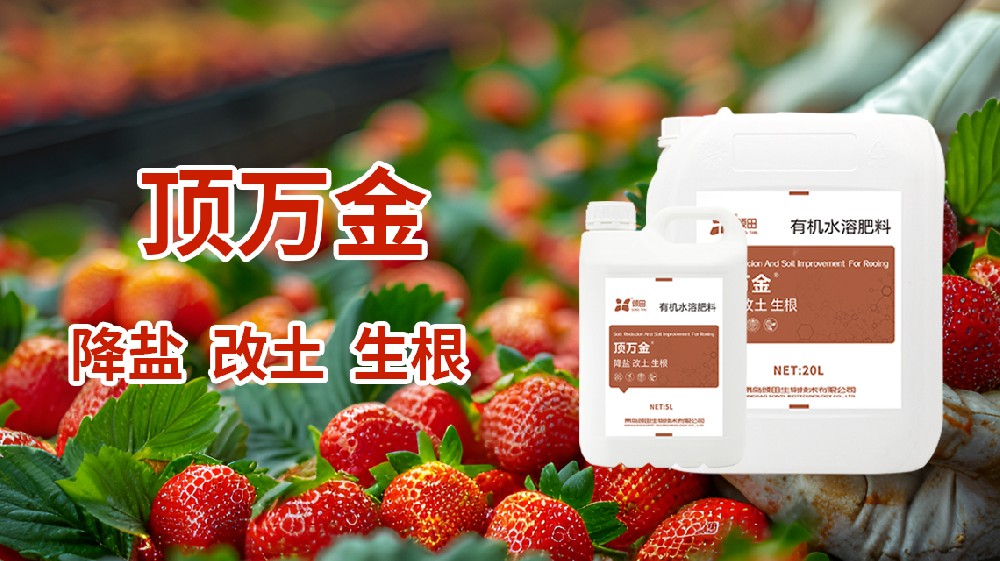 草莓結果期施什么肥 結果期施肥指南