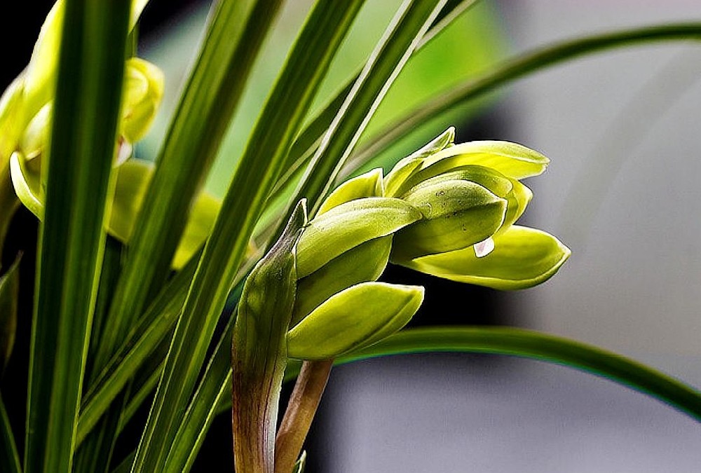 蘭草花不開(kāi)花有什么辦法可以促進(jìn)開(kāi)花