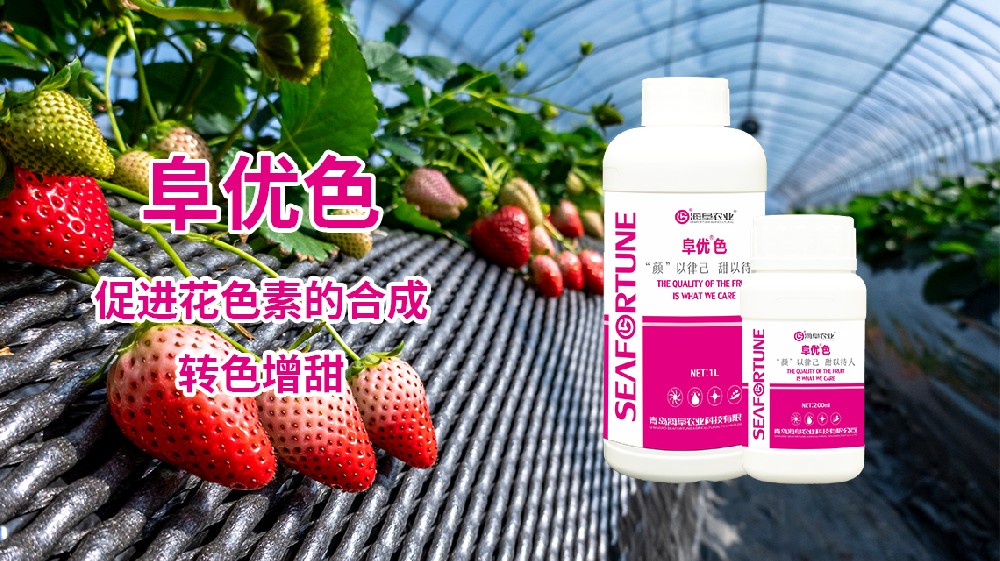 草莓的生長特性及栽培技術詳解