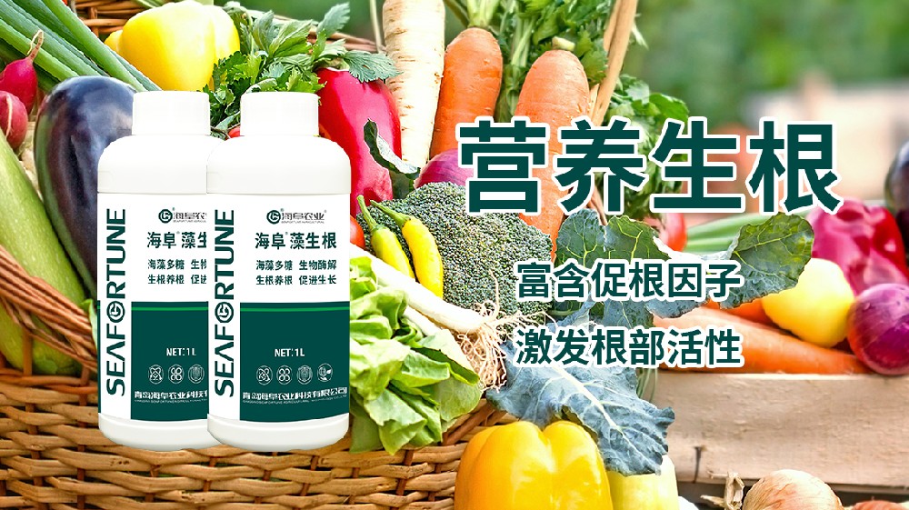 枇杷樹的種植方法 枇杷樹的養護方法全面指南