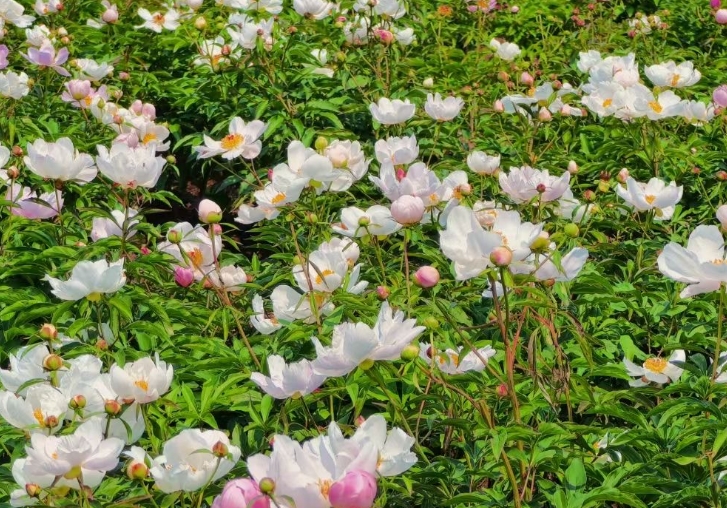 赤芍用什么肥料好 赤芍肥料選擇與應(yīng)用策略