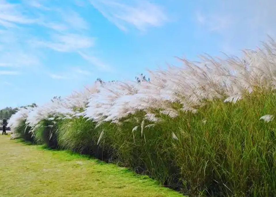 改良土壤種什么植物