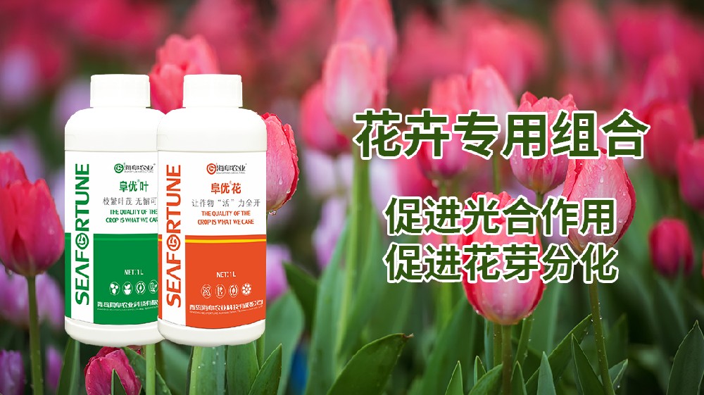 桂花怎樣施肥用什么樣的肥料 科學用肥 助力桂花繁茂綻放